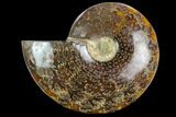 Polished Ammonite (Cleoniceras) Fossil - Madagascar #127204-1